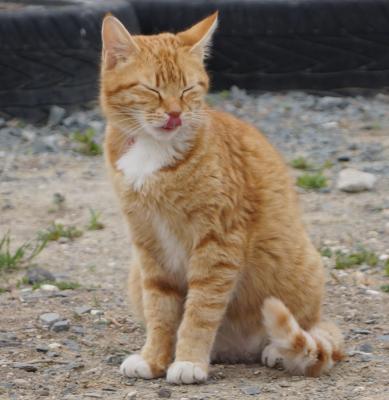 Прикрепленное изображение: DSC02468-1.jpg